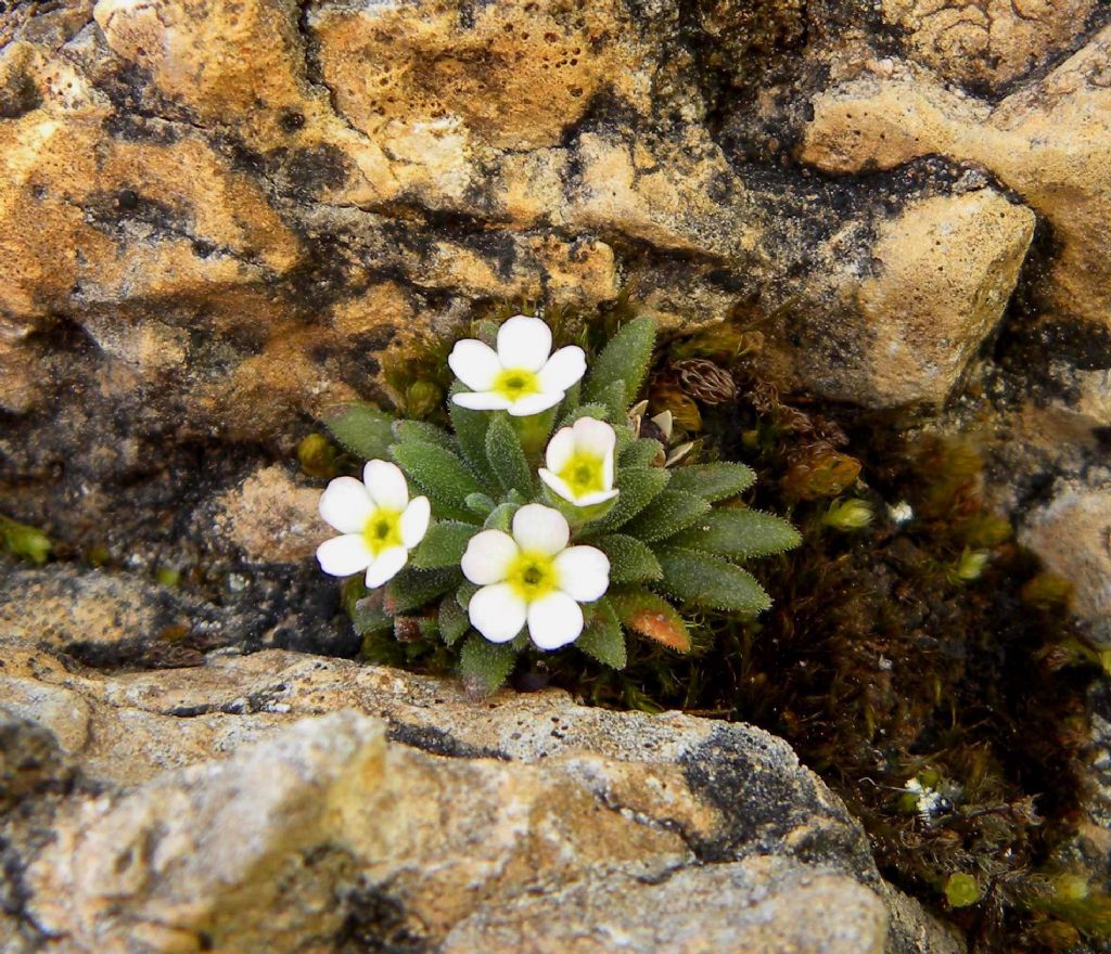 Androsace hausmannii / Androsace di Hausmann ed Eritrichium nanum